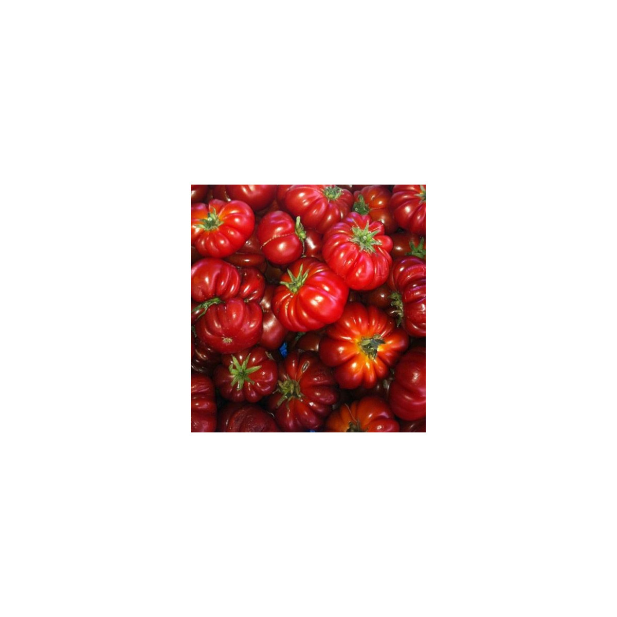 Paradajka Costoluto Fiorentino - Solanum lycopersicum - semená paradajky - 7 ks
