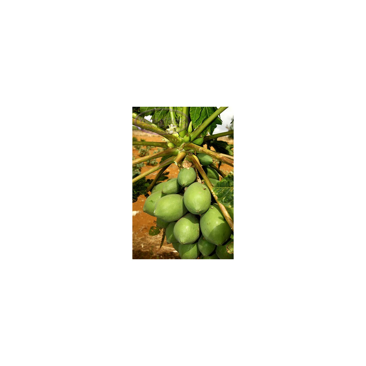 Papája melónová červená - Carica papaya - semená papáje - 5 ks