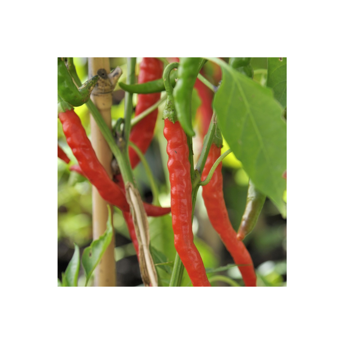 Chilli Kajenské korenie Thick - semená - 8 ks