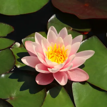 Lekno ružové - Nymphaea capensis - semená lekna - 6 ks