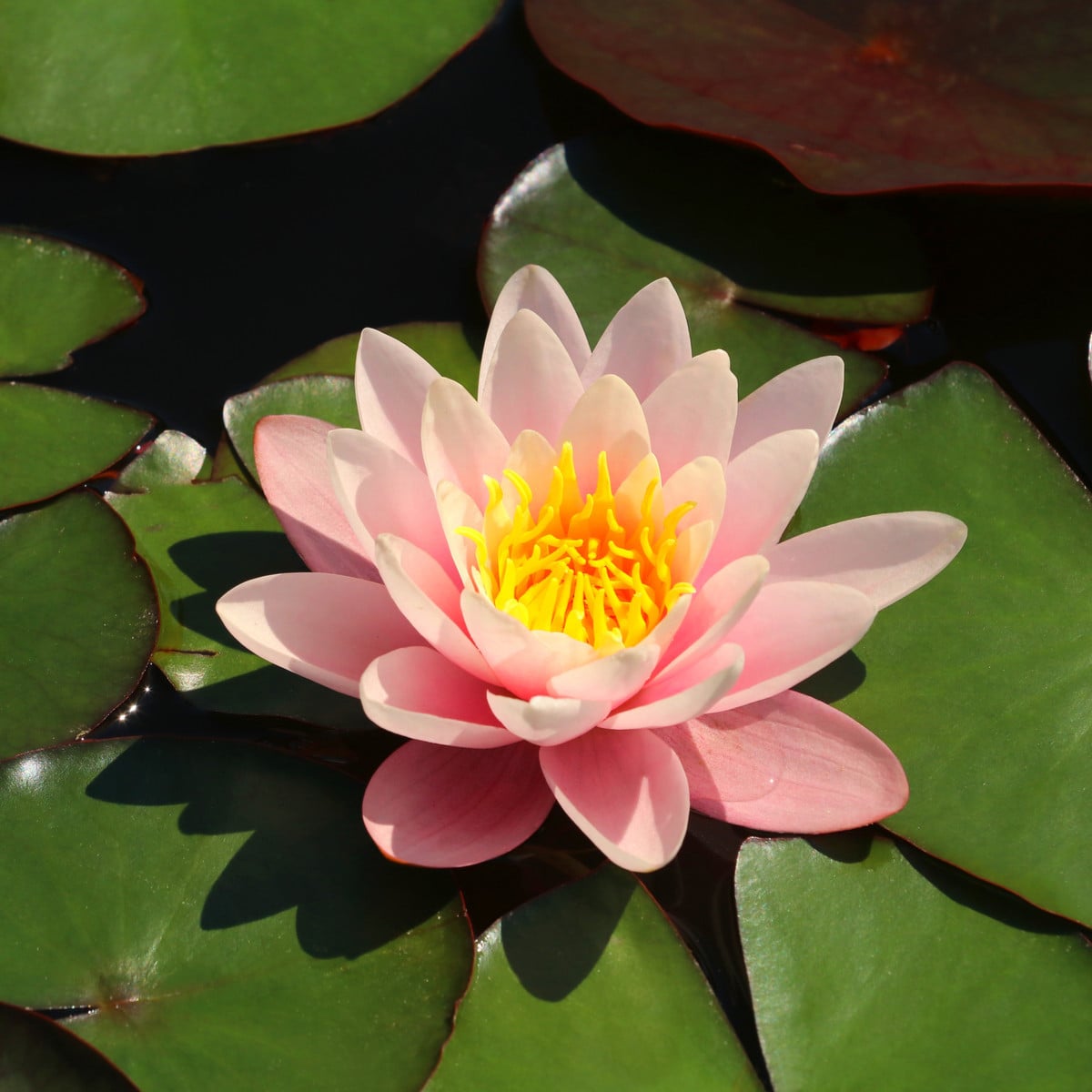 Lekno ružové - Nymphaea capensis - semená lekna - 6 ks