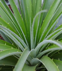Puya mirabilis - Puya mirabilis - semená puye - 20 ks