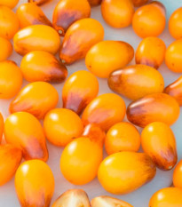 Paradajka Indigo Pear Drops - Solanum lycopersicum - semená paradajky - 5 ks