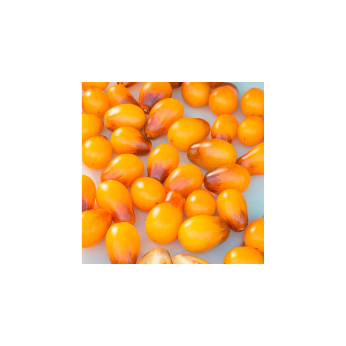 Paradajka Indigo Pear Drops - Solanum lycopersicum - semená paradajky - 5 ks