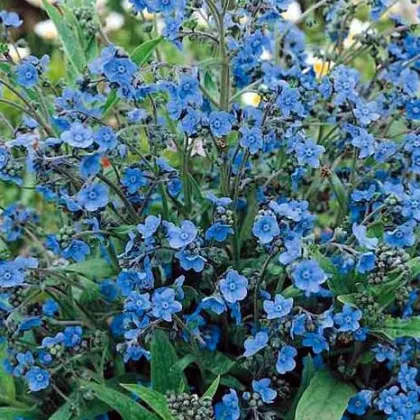 Smohla kapská - Anchusa capensis - semená smohly - 50 ks