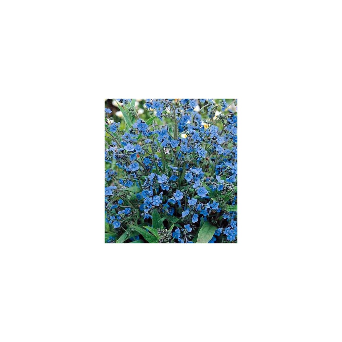 Smohla kapská - Anchusa capensis - semená smohly - 50 ks