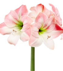 Zornica Apple Blossom - Hippeastrum - cibuľoviny - 1 ks