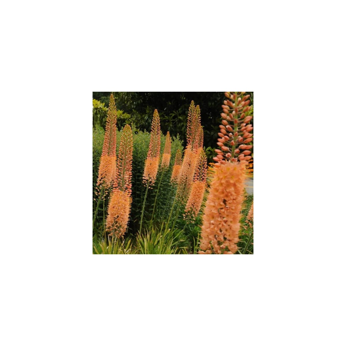 Fakľa úzkolistá Kleopatra - Eremurus - koreňové hľuzy - 1 ks