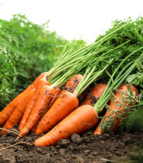 Mrkva Maxima F1 neskorá - Daucus carota - semená - 900 ks
