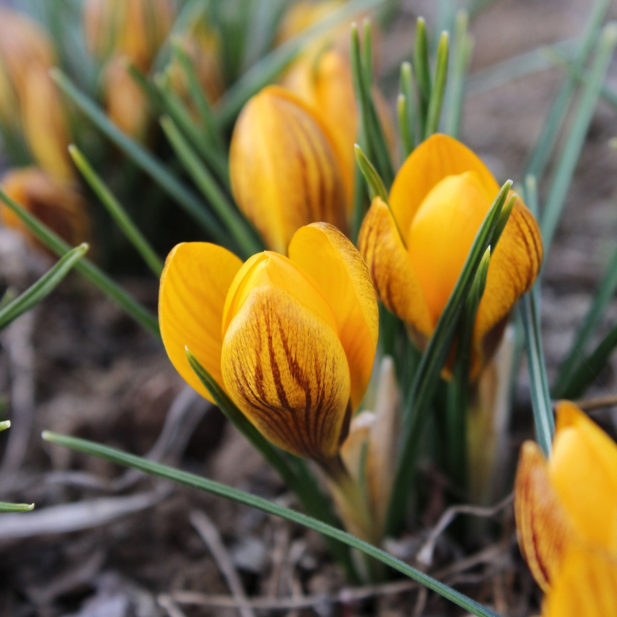 Krókus Dorothy - Crocus Dorothy - hľuzy krókusu - 3 ks