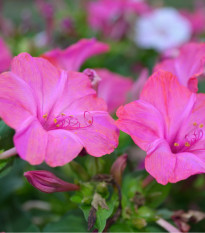 Nocovka jalapovitá Limelight - Mirabilis jalapa - predaj semien - 0,5 g