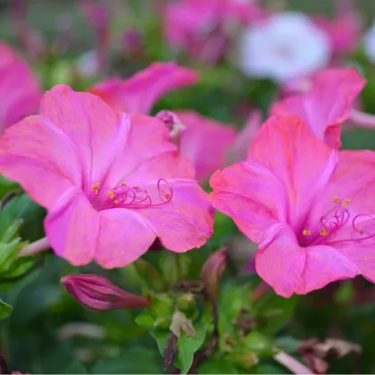 Nocovka jalapovitá Limelight - Mirabilis jalapa - predaj semien - 0,5 g