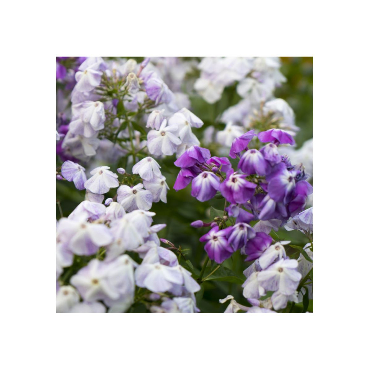 Plamienka metlinatá - zmes - Phlox paniculata grandiflora - Flox - hľuzy plamienky - 15 ks