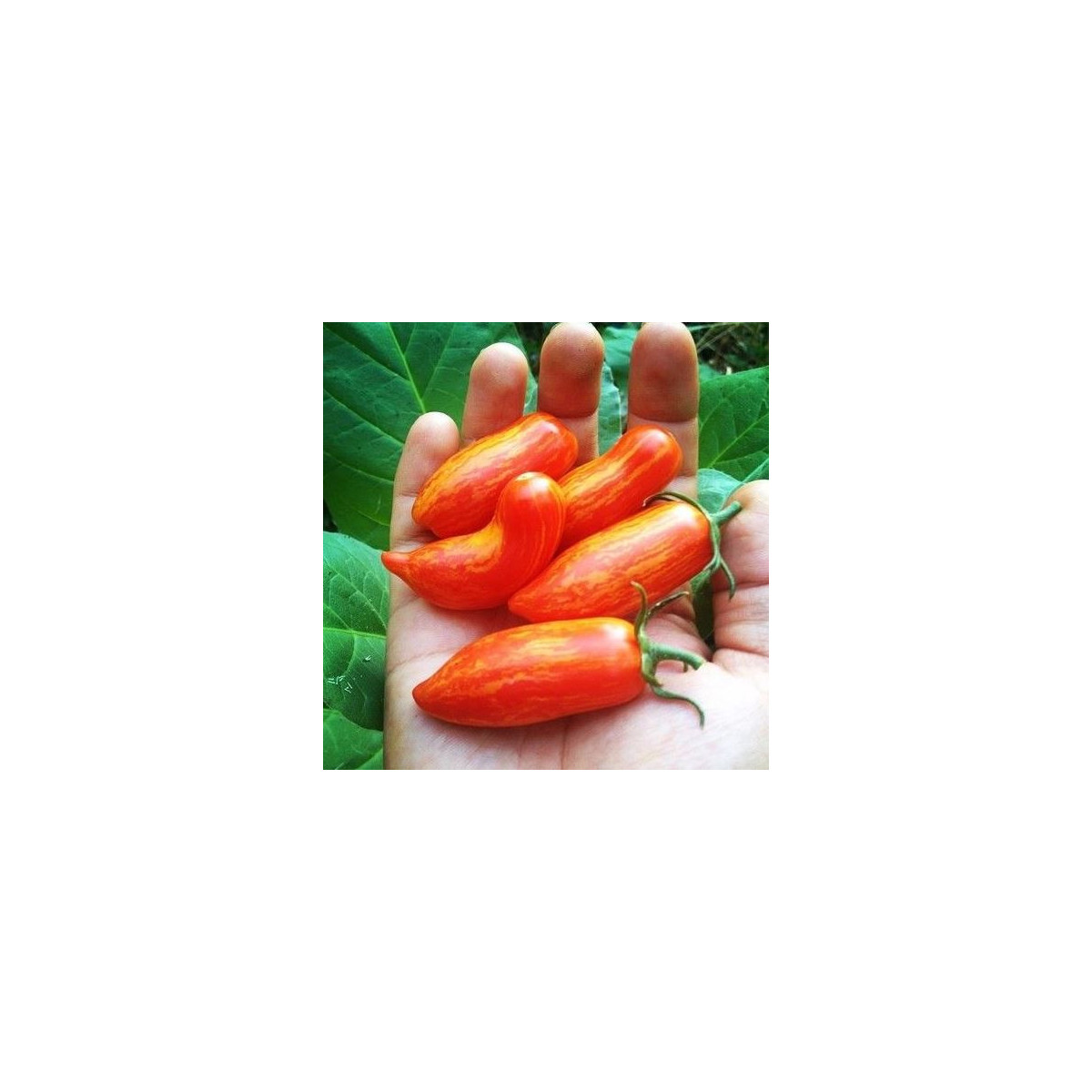Paradajka Sweet Casady - Lycopersicon esculentum - semená - 7 ks