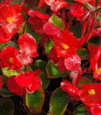 Voskovka Heaven Red F1 - Begonia semperflorens - semená begónie - 10 ks