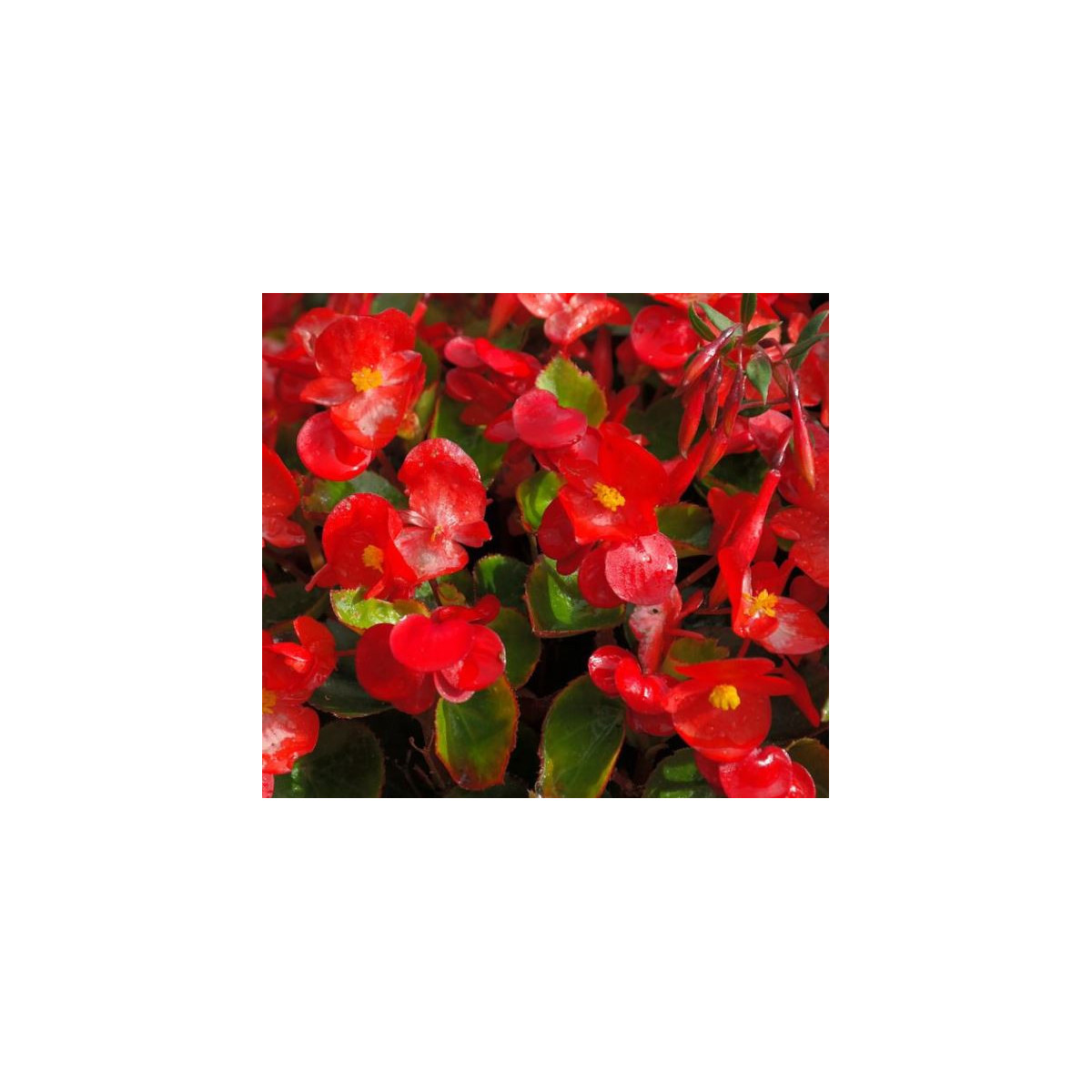 Voskovka Heaven Red F1 - Begonia semperflorens - semená begónie - 10 ks