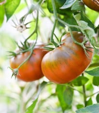 Paradajka tyčková Brandywine Black - Solanum lycopersicum - semená paradajky - 7 ks