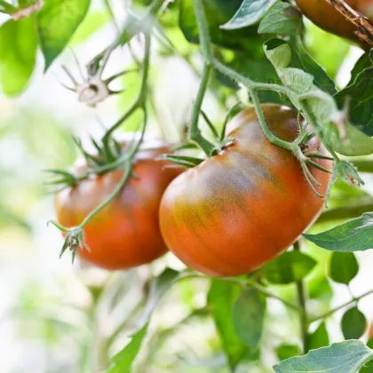 Paradajka tyčková Brandywine Black - Solanum lycopersicum - semená paradajky - 7 ks