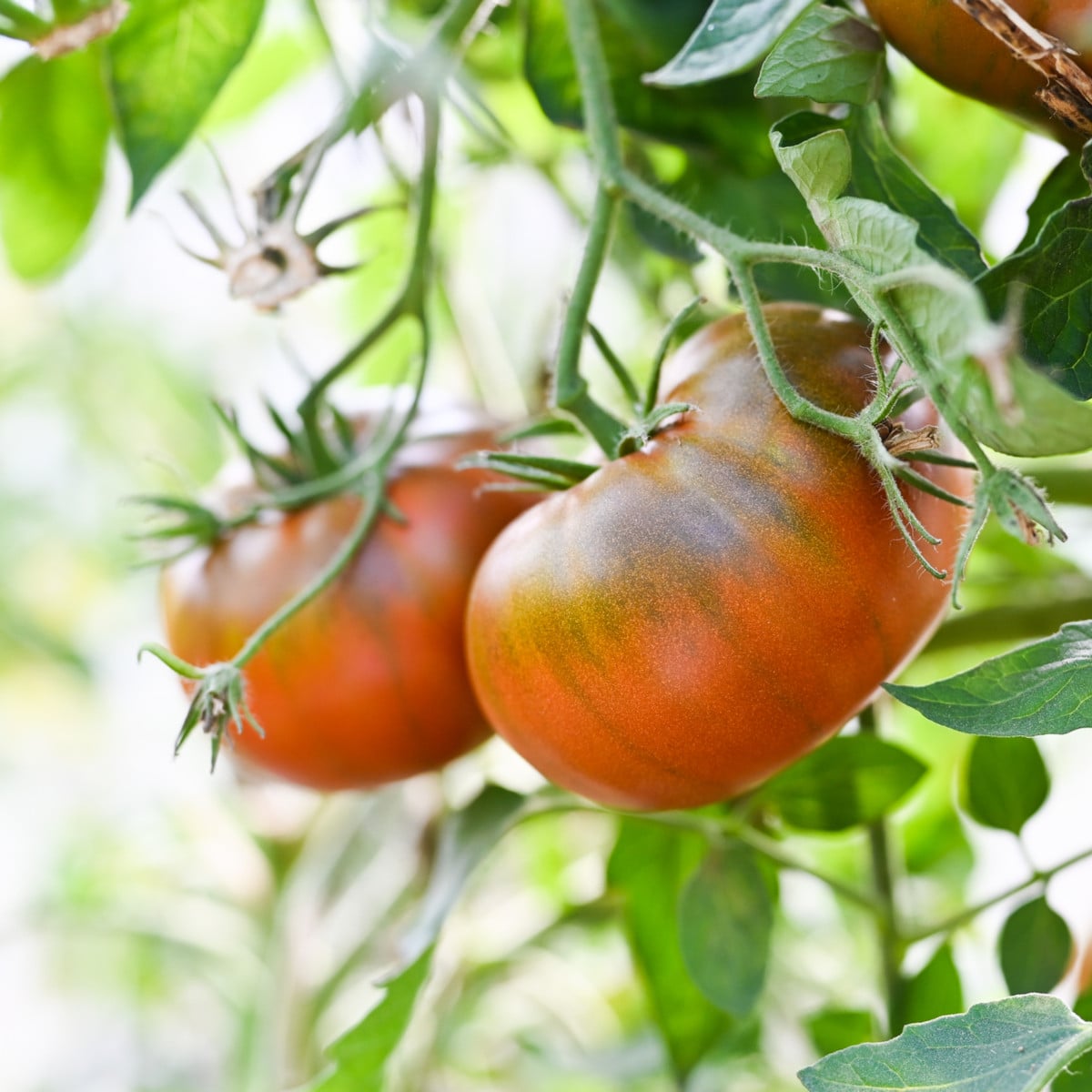 Paradajka tyčková Brandywine Black - Solanum lycopersicum - semená paradajky - 7 ks