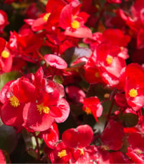 Begónia drobnokvetá červená - Begonia multiflora - hľuzy begónie - 2 ks