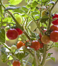Paradajka Obrie hrozno - Solanum lycopersicum - semená paradajky - 7 ks