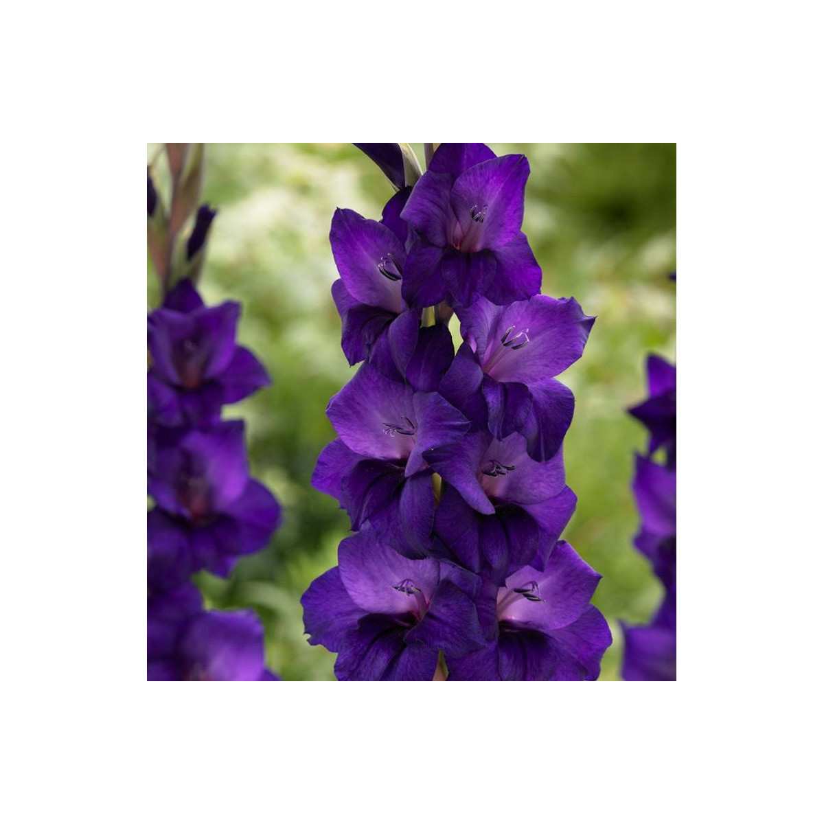 Gladiola Purple Flora - Gladiolus - gladioly - hľuzy gladioly - 3 ks