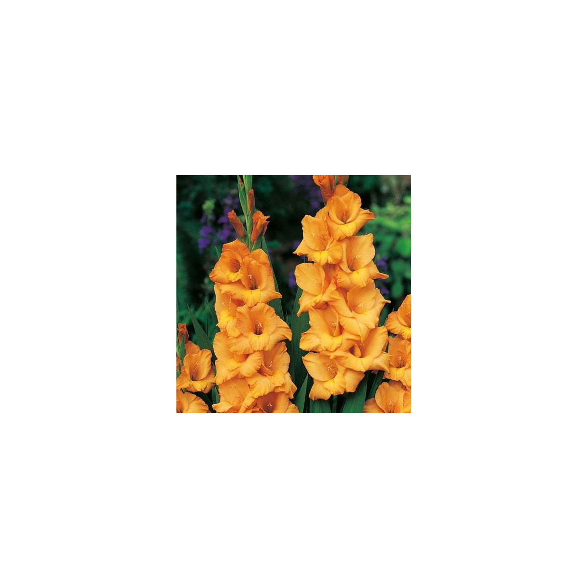 Gladiola Ovatie - Gladiolus Ovatie - gladioly - hľuzy gladioly - 3 ks