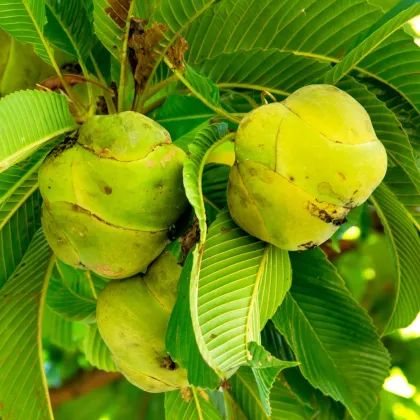 Dilenia indická - Dillenia indica - semená dilenie - 12 ks