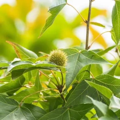 Ambrovník západný - Liquidambar formosana - semená ambrovníka - 10 ks