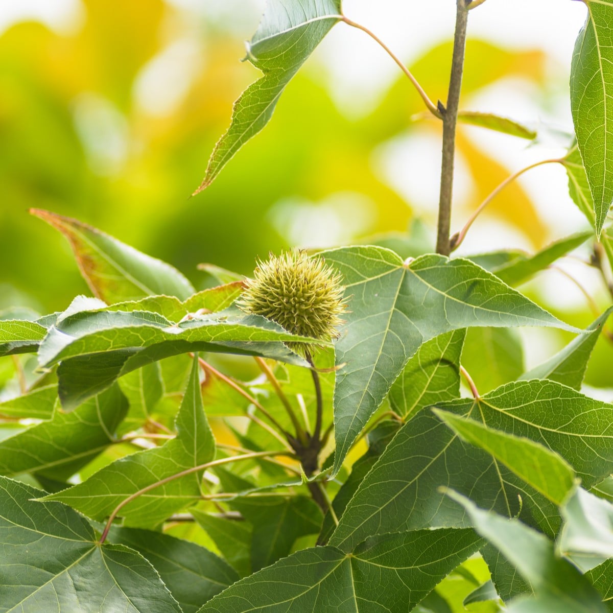 Ambrovník západný - Liquidambar formosana - semená ambrovníka - 10 ks