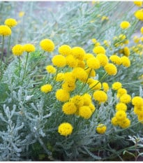 Santolína rozmarínolistá - Santolina rosmarinifolia - semená santolíny - 5 ks
