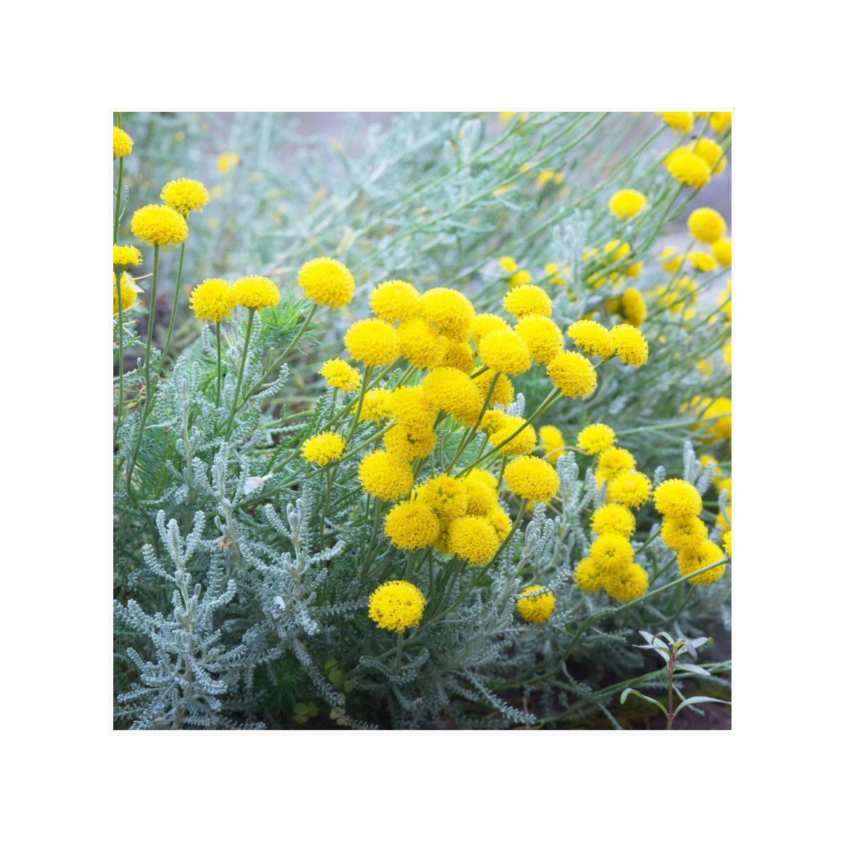 Santolína rozmarínolistá - Santolina rosmarinifolia - semená santolíny - 5 ks