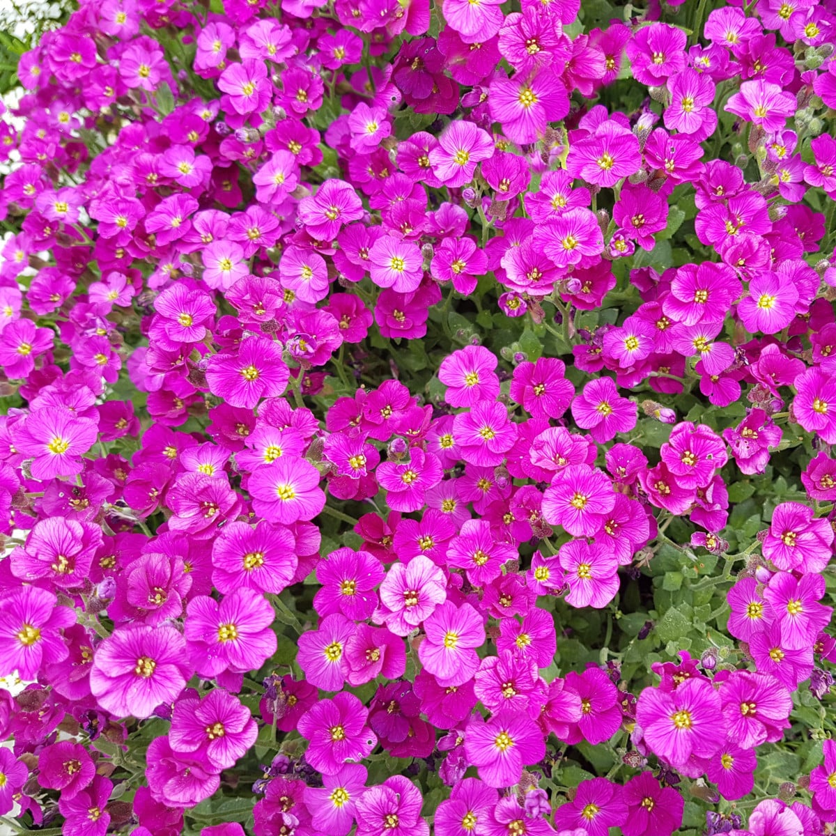 Tarička záhradná červená - Aubrieta hybrida - semená - 200 ks