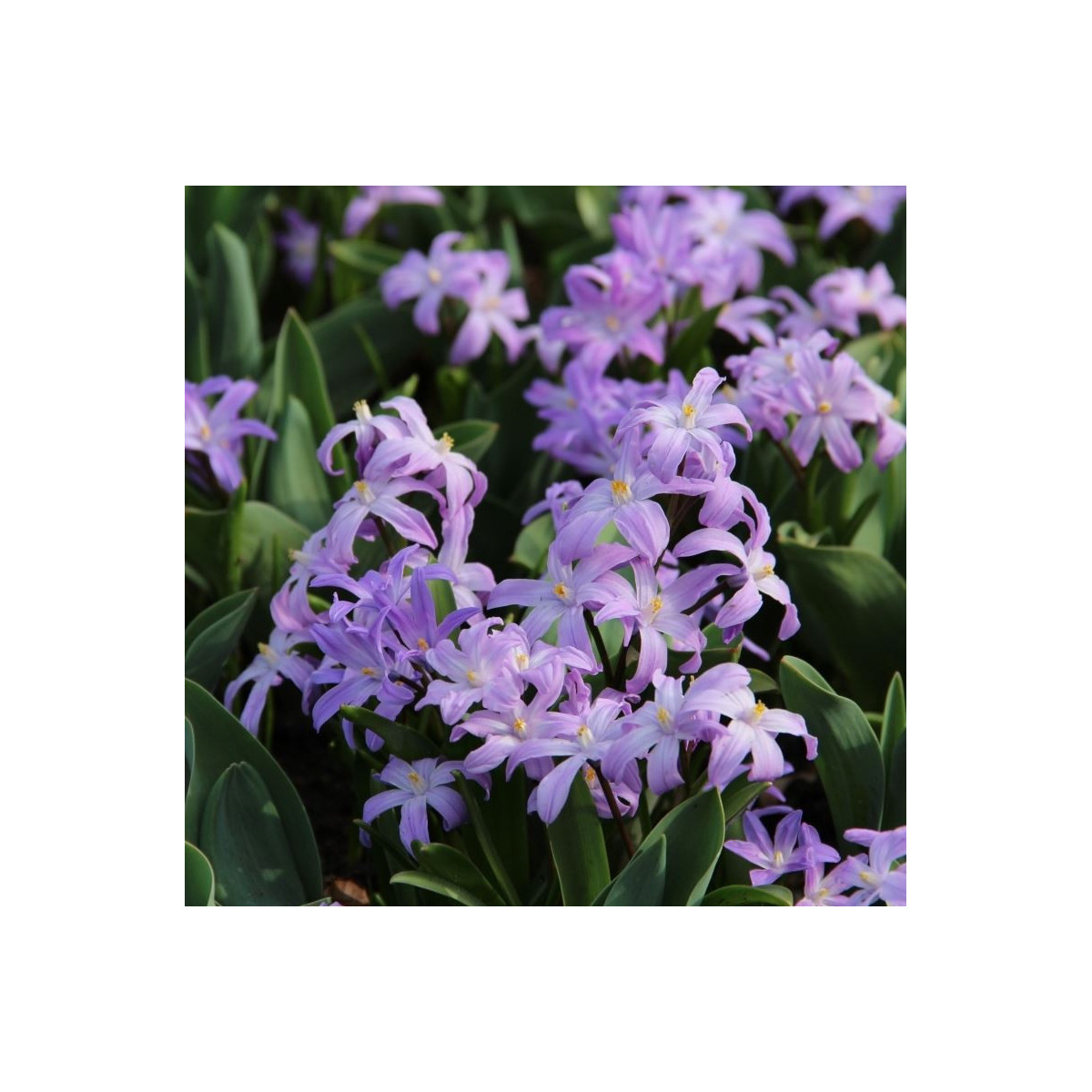 Modravka fialová Violet Beauty - Chionodoxa Luciliae - cibule modravky - 5 ks