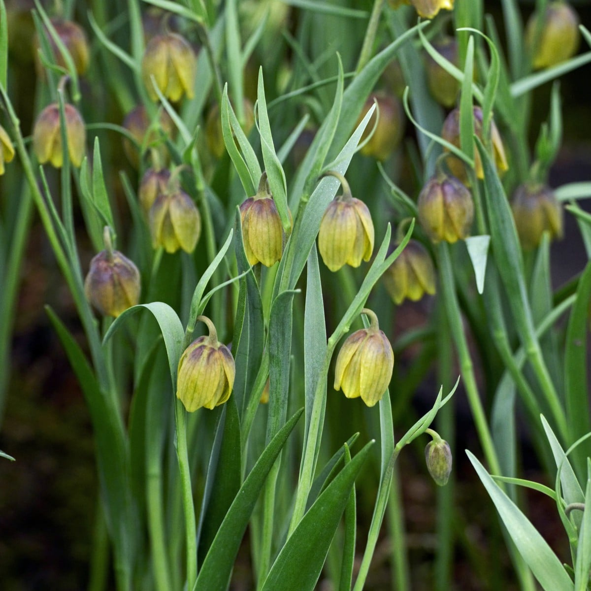 Korunkovka Uva Vulpis - Fritellaria - cibule korunkovky - cibuľky - 2 ks