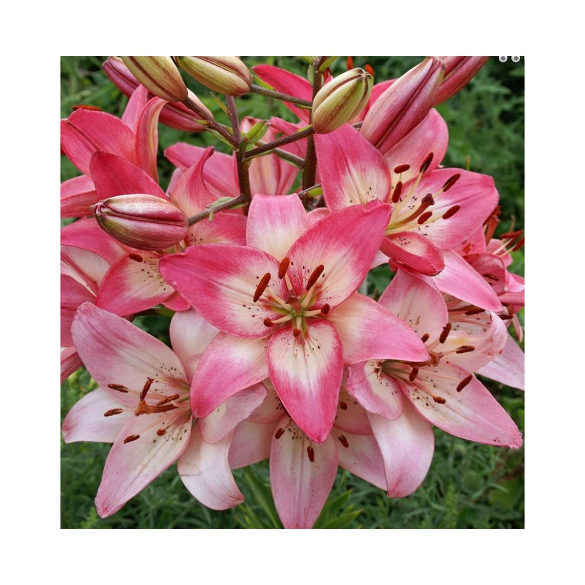 Ľalia Rosellas Dream - Lilium - cibuľoviny - 1 ks