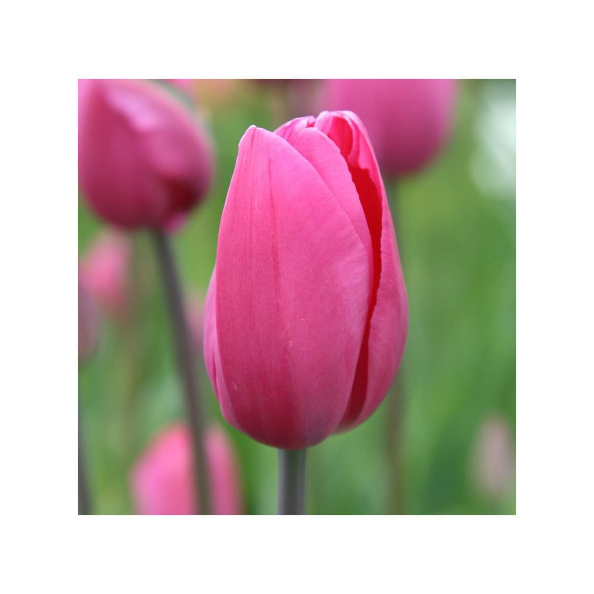 Tulipán Don Quichote - Cibule tulipánov - Jesenné cibuľoviny - 3 ks