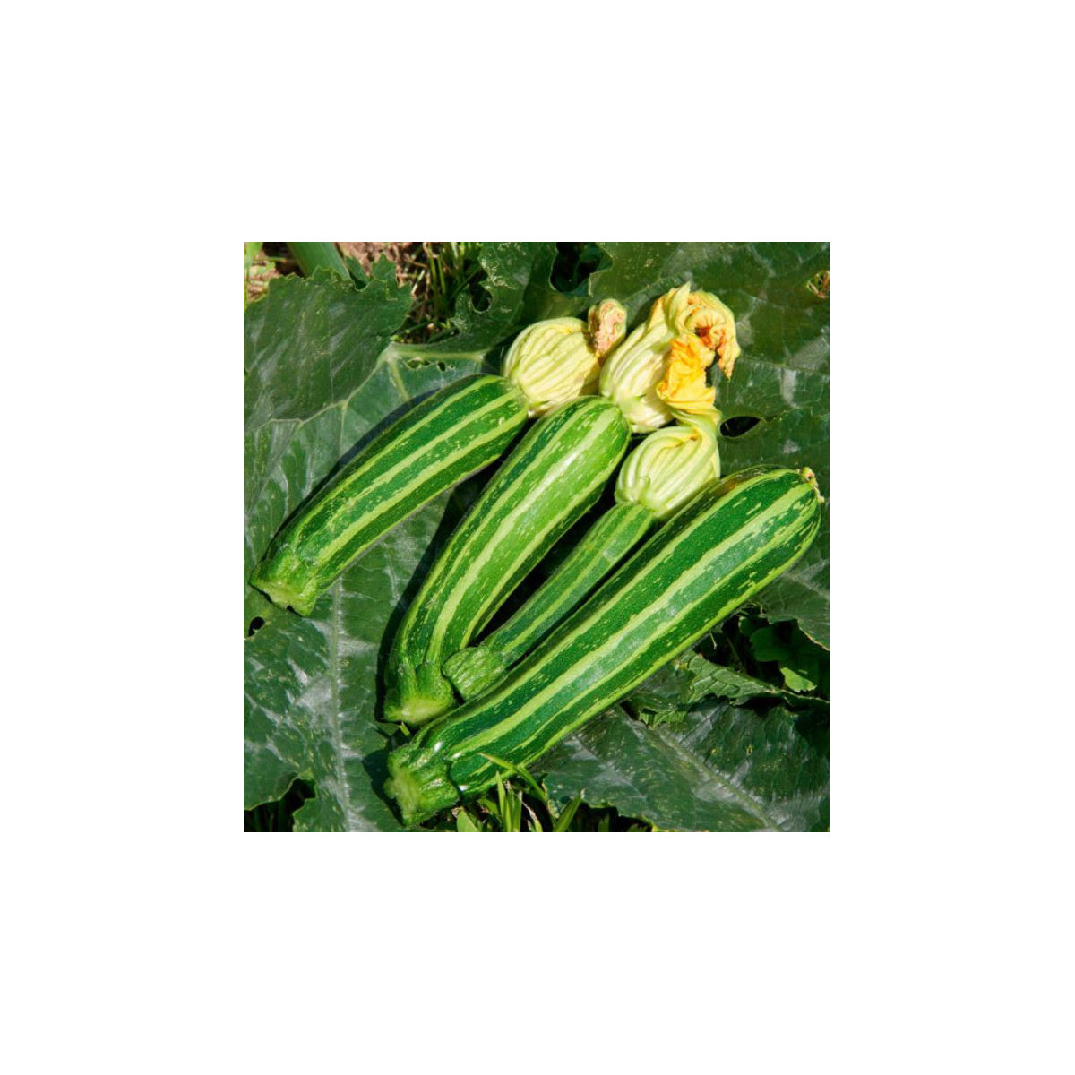 BIO Cuketa Green Tiger F1 - Cucurbita pepo - bio semená cukety - 5 ks