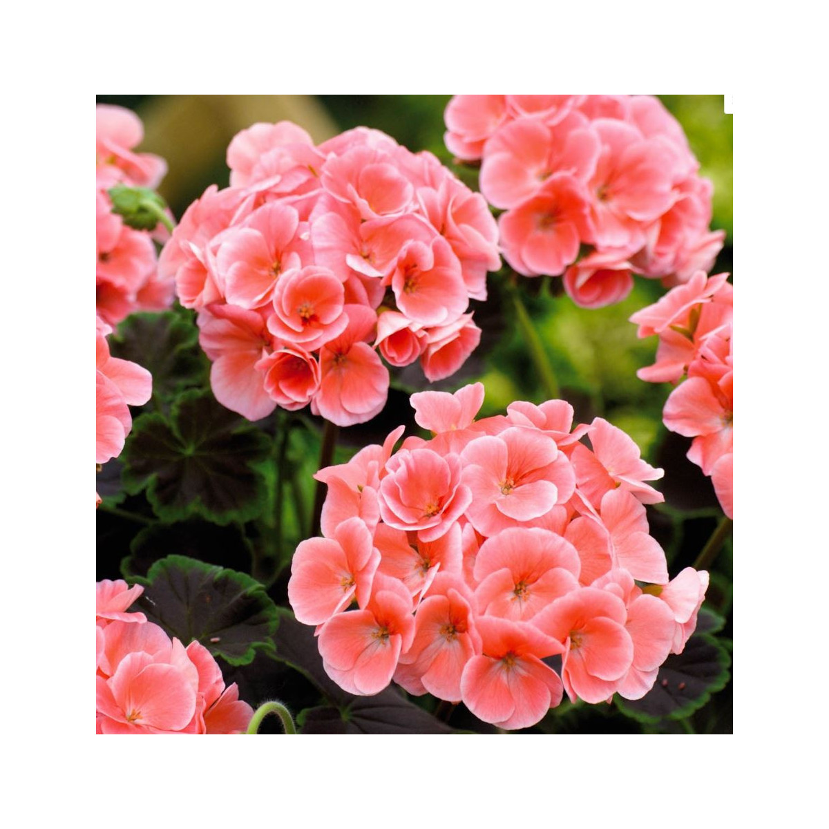 Muškát krúžkovaný Nekita F1 Salmon - pelargonium zonale - semená - 4 ks