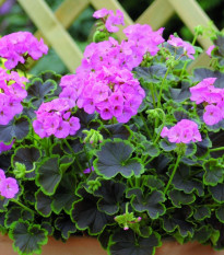 Muškát krúžkovaný Nekita F1Pink - Pelargonium Zonale - semená - 4 Ks