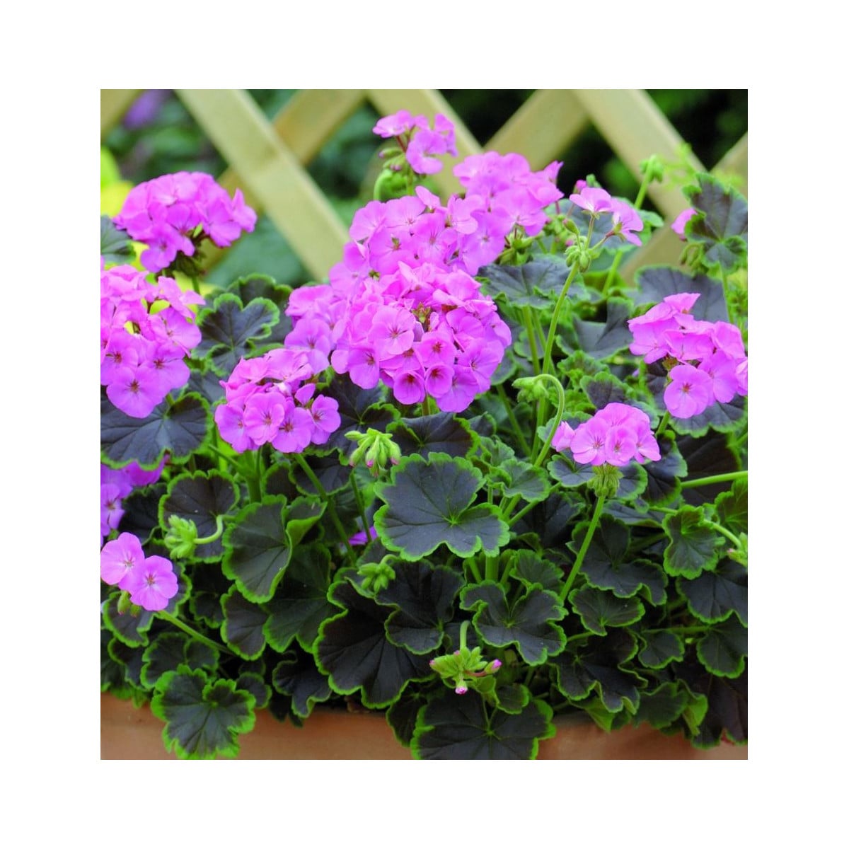 Muškát krúžkovaný Nekita F1Pink - Pelargonium Zonale - semená - 4 Ks