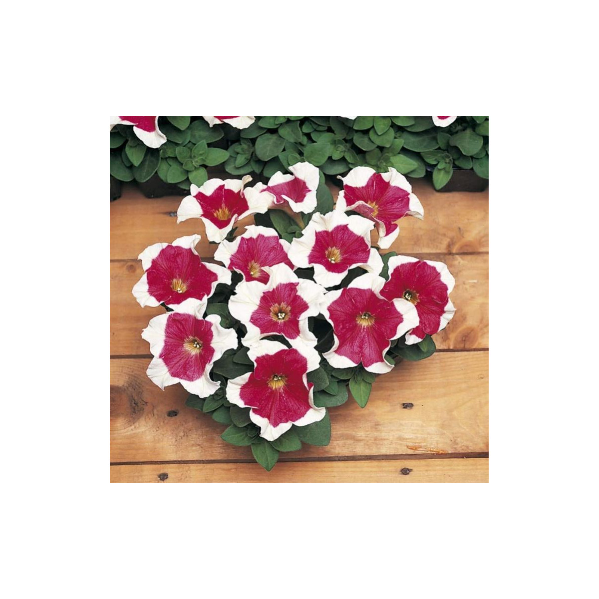 Petúnia mnohokvetá - Red Frost F1 - Petunia multiflora - semená Petúnie - 20 ks