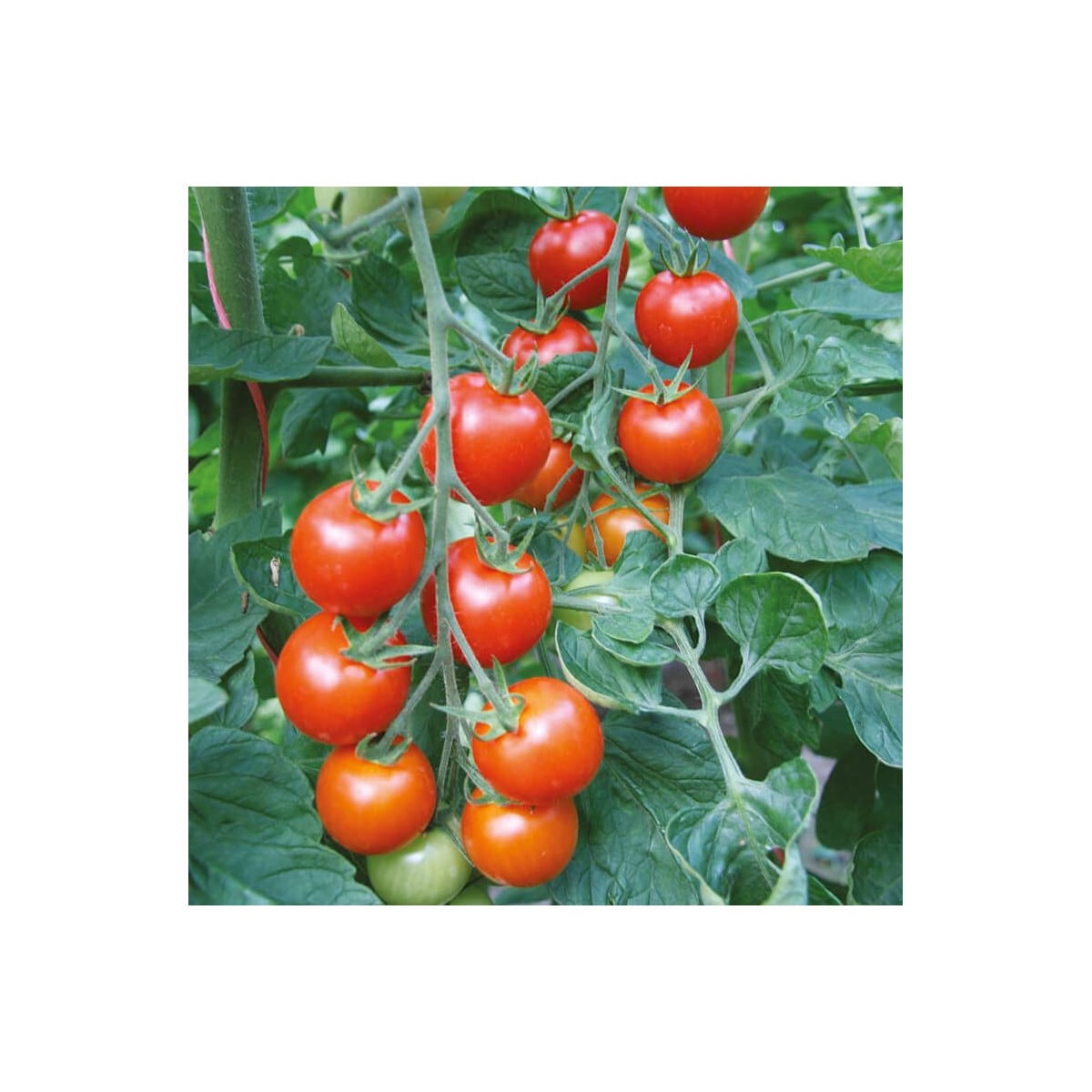 Paradajka Bejbino F1 - Solanum lycopersicum - semená paradajky - 7 ks