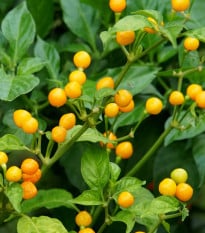 Chilli Aji Charapita Yellow - Capsicum Chinense - semená chilli - 7 ks