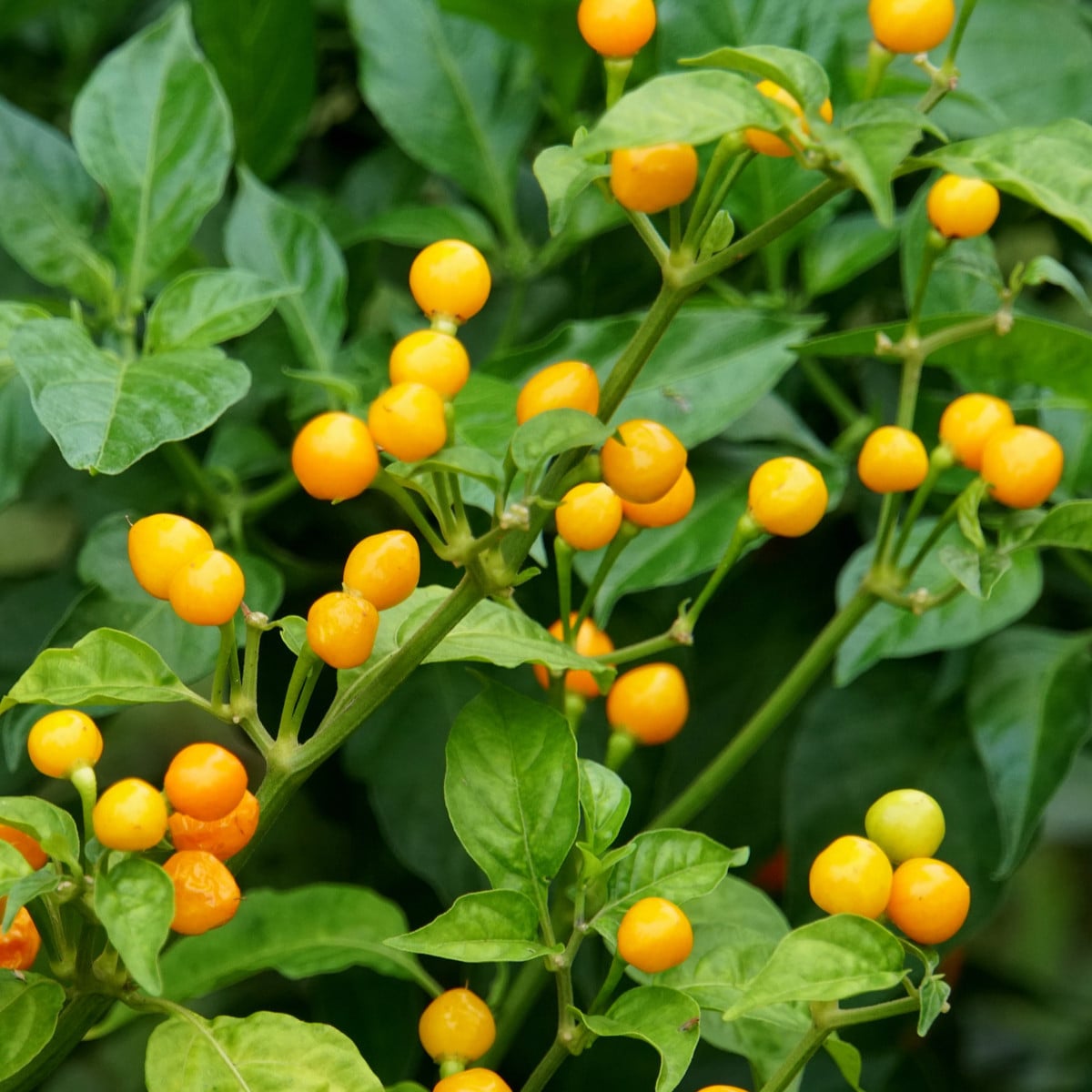 Chilli Aji Charapita Yellow - Capsicum Chinense - semená chilli - 7 ks