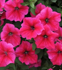 Petúnia Rose of Heavens ružová - Petunia nana compacta - semená - 20 ks