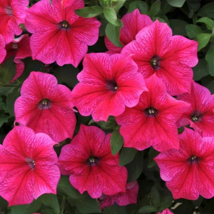 Petúnia Rose of Heavens ružová - Petunia nana compacta - semená - 20 ks