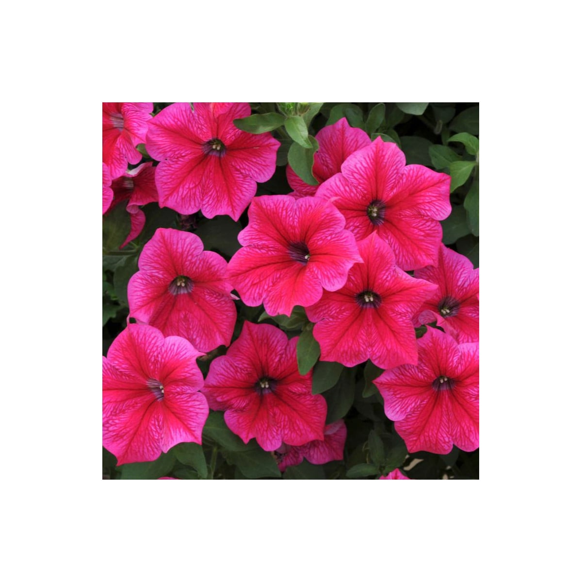 Petúnia Rose of Heavens ružová - Petunia nana compacta - semená - 20 ks