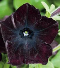Petúnia Sophistica Blackberry  F1 - Petunia grandiflora - semená - 15 ks