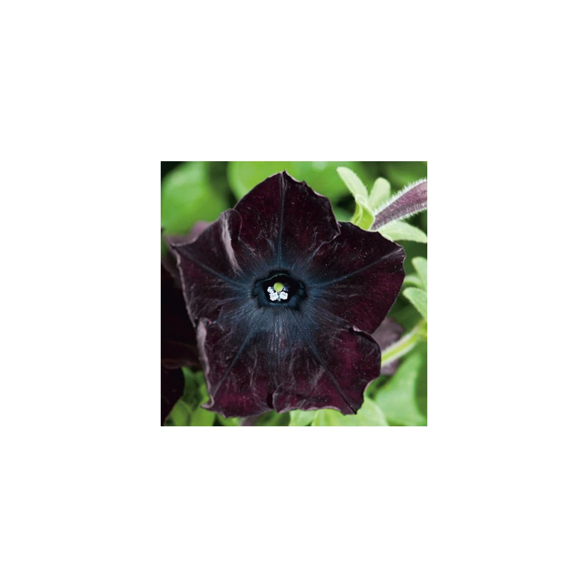 Petúnia Sophistica Blackberry  F1 - Petunia grandiflora - semená - 15 ks